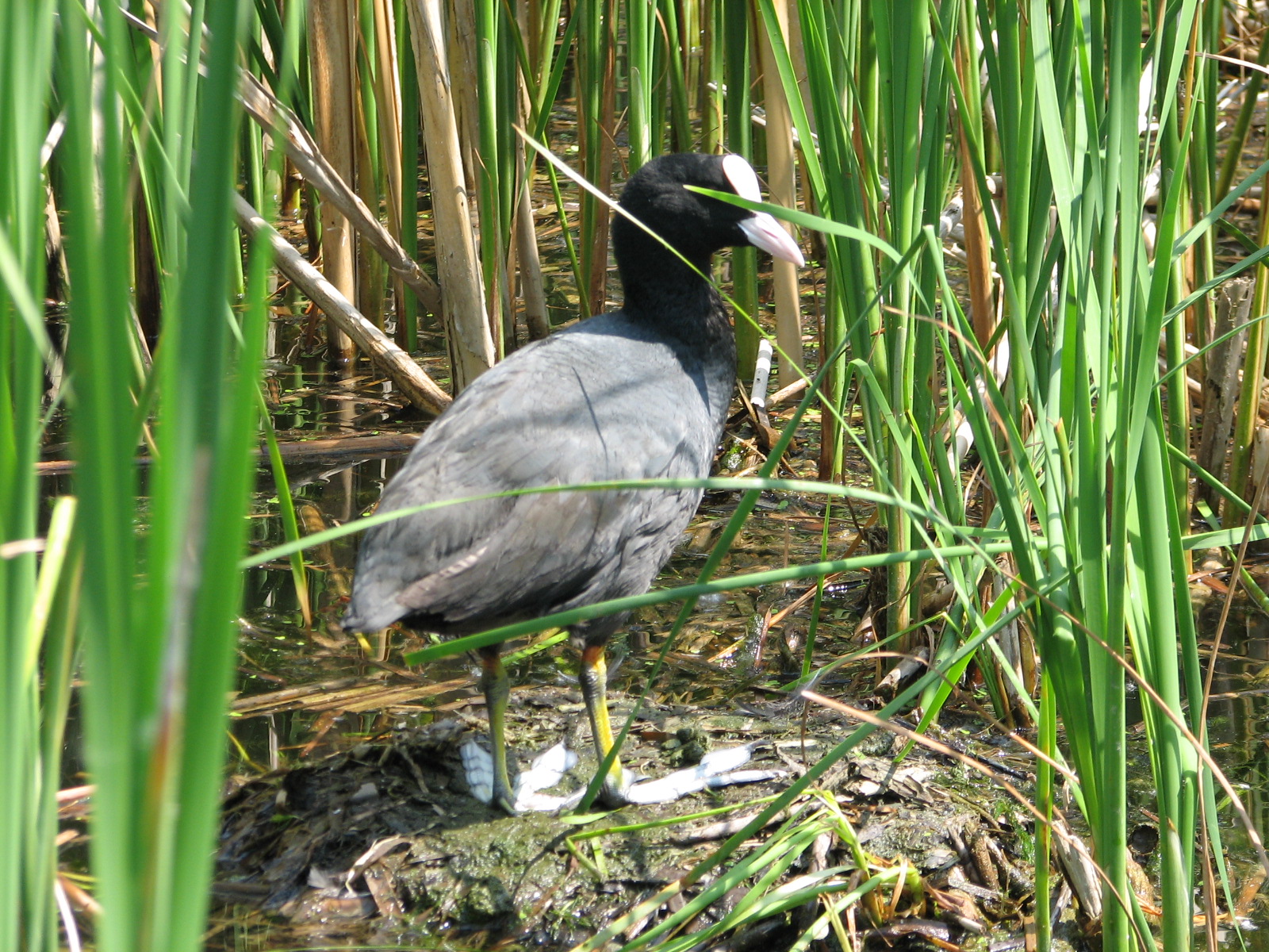 Kezdőoldal kép 621